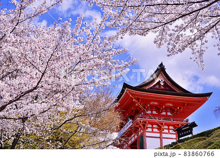 清水寺と桜 京都の桜名所 春の京都観光スポットの写真素材 [83860766 