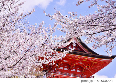 清水寺と桜 京都の桜名所 春の京都観光スポットの写真素材