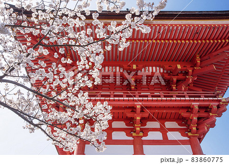 清水寺と桜　京都の桜名所　春の京都観光スポット 83860775
