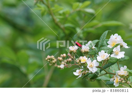 野茨の花にとまるベニカミキリムシ 野茨の花にとまるベニカミキリムシ 83860811