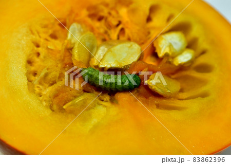 A green caterpillar is crawling over a yellow pumpkin. A green caterpillar is crawling over a yellow pumpkin. 83862396