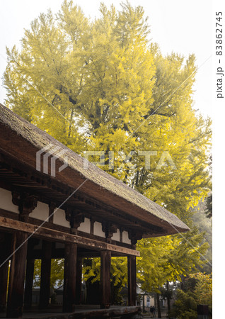 福島県喜多方市 新宮熊野神社の大銀杏 福島県喜多方市 新宮熊野神社の大銀杏 83862745