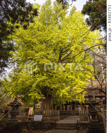 福島県喜多方市　新宮熊野神社の大銀杏 83862751