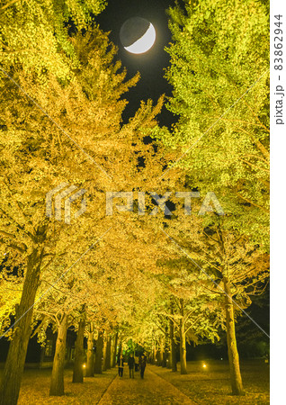 茨城県水戸市　茨城県立歴史館の銀杏並木のライトアップ 83862944