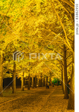 茨城県水戸市 茨城県立歴史館の銀杏並木のライトアップ 茨城県水戸市 茨城県立歴史館の銀杏並木のライトアップ 83862950