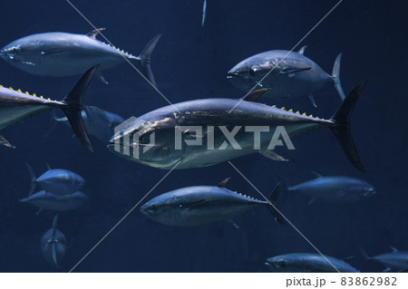 クロマグロの群れ クロマグロの群れ 83862982