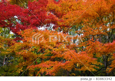 紅葉2153 83863342