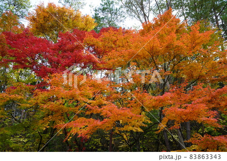 紅葉2155 83863343
