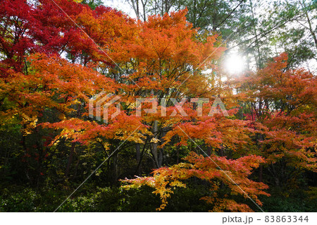 紅葉2159- 紅葉2159- 83863344
