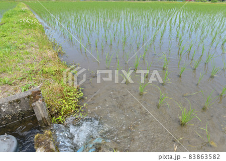 春の田んぼ(給水)10 春の田んぼ(給水)10 83863582