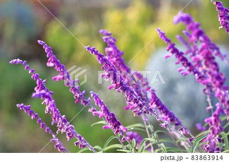 紫色のアメジストセージ（メキシカンブッシュセージ） 83863914