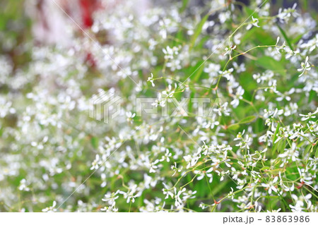 白いユーフォルビアの花 83863986