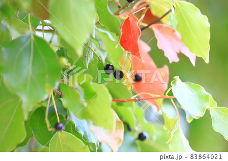 黒い実をつけたクスノキと赤く紅葉した葉 黒い実をつけたクスノキと赤く紅葉した葉 83864021