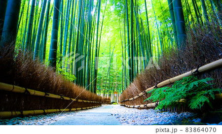 鎌倉の報国寺の竹林 83864070