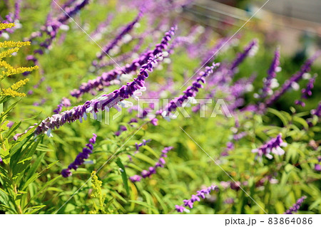 サルビア レウカンサの花の写真素材