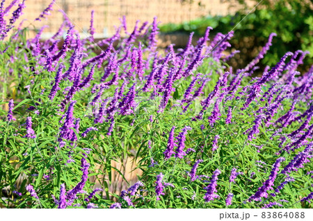 サルビア レウカンサの花の写真素材 8640