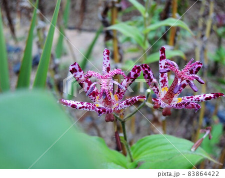 ホトトギス（杜鵑）杜鵑草　Tricyrtis hirta　時鳥草 83864422