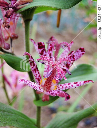 ホトトギス(杜鵑)杜鵑草 Tricyrtis hirta 紫色 ホトトギス(杜鵑)杜鵑草 Tricyrtis hirta 紫色 83864424