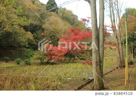 行楽、泉自然公園 83864510