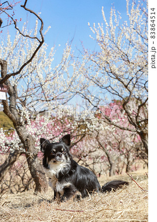 青空の下の梅林の中にいる黒いロングコートチワワ 83864514