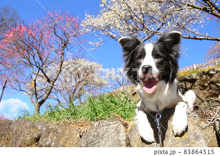 青空の下の梅林の中にいるボーダーコリー 青空の下の梅林の中にいるボーダーコリー 83864515