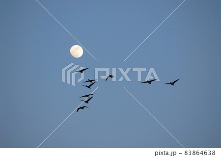 月とマガン（北海道・美唄市） 83864638