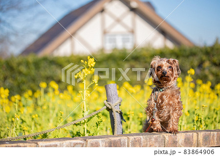 菜の花を背景におすわりをして飼い主の指示を待つヨーキーとトイプードルのハーフ犬 83864906