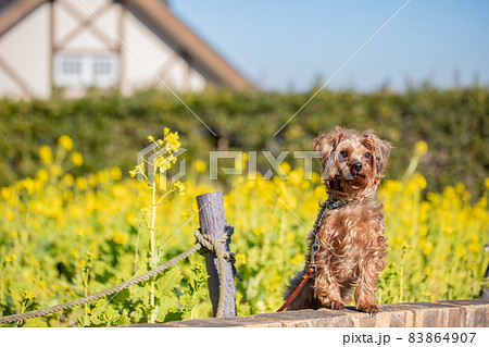 菜の花を背景におすわりをして飼い主の指示を待つヨーキーとトイプードルのハーフ犬 83864907