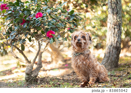 赤色の椿とその下で待つヨークシャテリアとプードルのハーフ犬 83865042