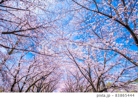 打上川治水緑地の桜並木 打上川治水緑地の桜並木 83865444