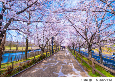 打上川治水緑地の桜並木 83865448