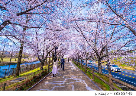 打上川治水緑地の桜並木 打上川治水緑地の桜並木 83865449