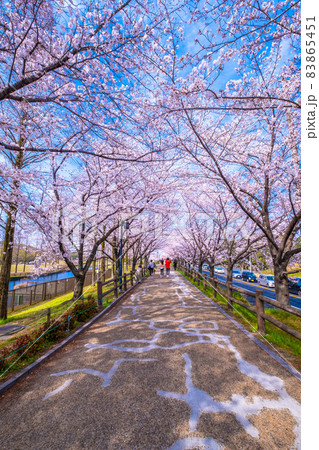 打上川治水緑地の桜並木 打上川治水緑地の桜並木 83865451