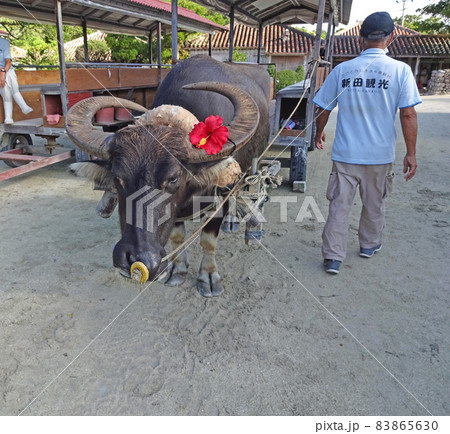 竹富島の水牛車観光 水牛 リュウタ 竹富島の水牛車観光 水牛 リュウタ 83865630