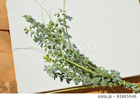 ロータスブリムストーンとベアグラスとキャンバス　　 83865646