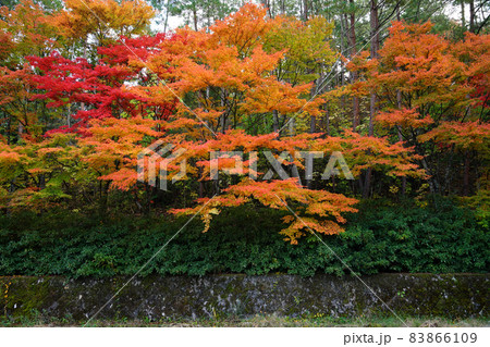 紅葉1932- 紅葉1932- 83866109