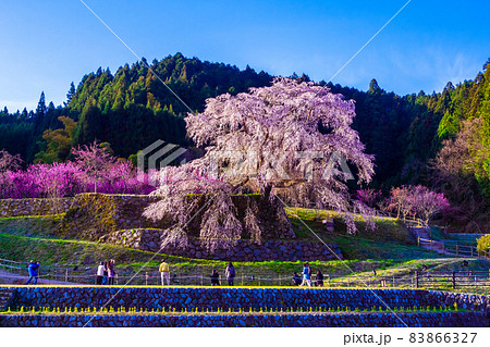 奈良県の又兵衛桜 83866327