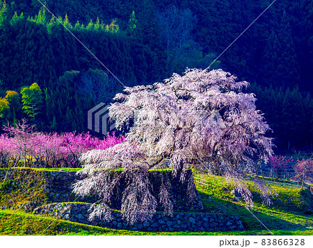 奈良県の又兵衛桜 奈良県の又兵衛桜 83866328