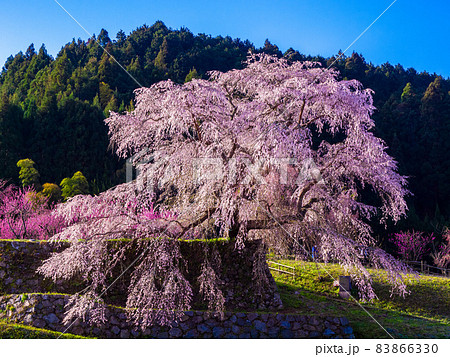 奈良県の又兵衛桜 奈良県の又兵衛桜 83866330