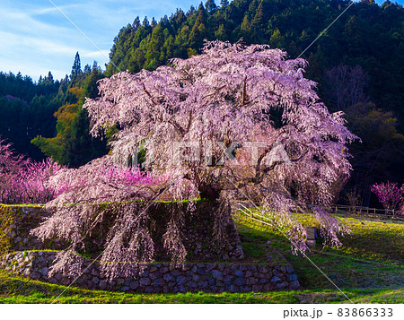 奈良県の又兵衛桜 奈良県の又兵衛桜 83866333