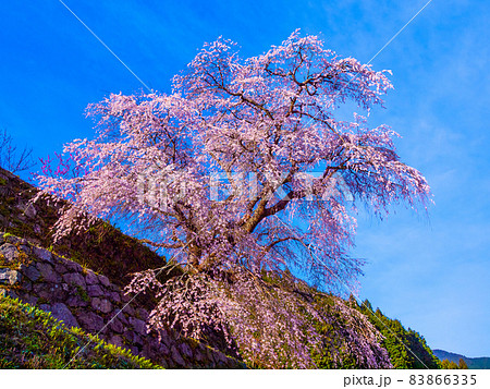 奈良県の又兵衛桜 83866335