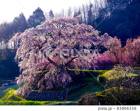 奈良県の又兵衛桜 奈良県の又兵衛桜 83866336