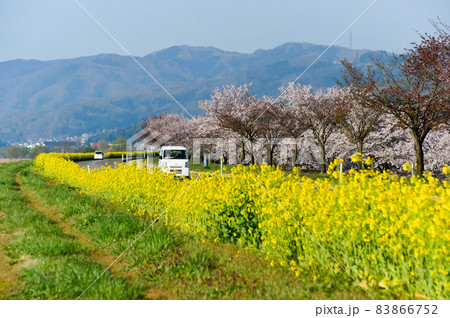 菜の花が咲くドライブイメージ【長野県千曲川】 83866752