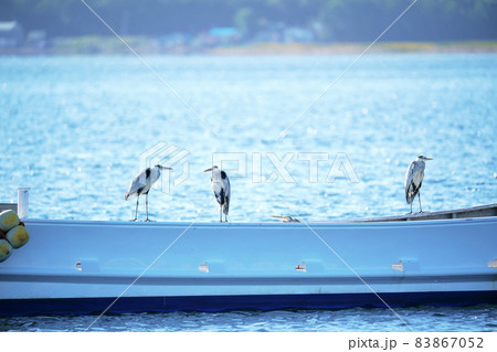 漁船の上にとまるアオサギ 漁船の上にとまるアオサギ 83867052