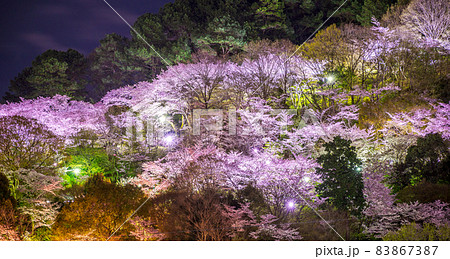 長野公園の夜桜 83867387