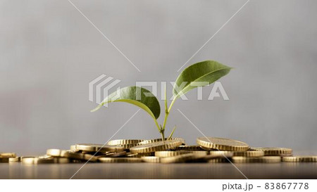 front view plant growing from golden coins. High quality beautiful photo concept 83867778