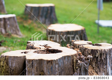 老木で伐採された公園の樹木 83868643