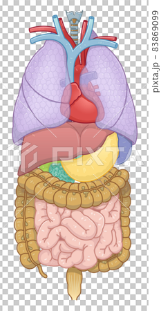 Illustration of lung, heart, large intestine, small intestine, liver, stomach 83869099