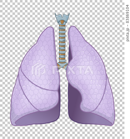 Illustration of lungs and trachea 83869104