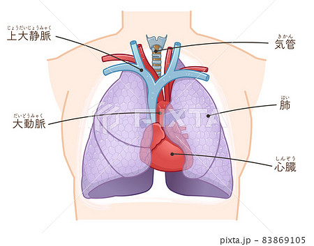 肺・心臓・気管のイラストのイラスト素材 [83869105] - PIXTA